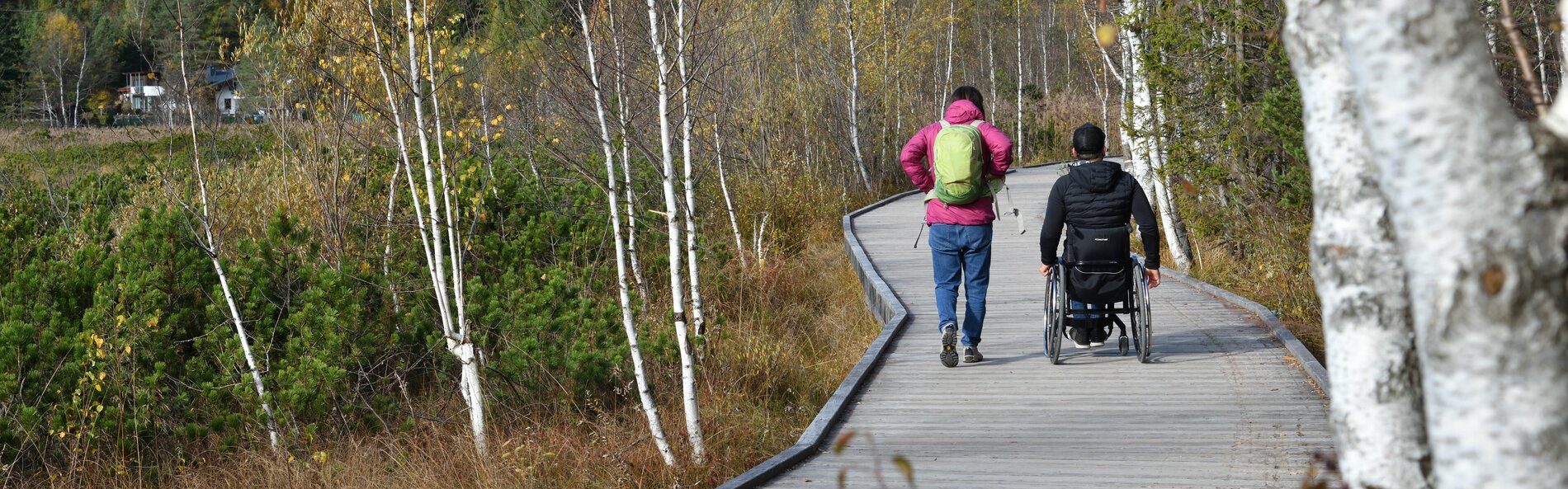 Man sieht einen Holz-Steg der durch den moorigen Uferbereich des Seefelder Wildsees geht, um die Vegetation zu schützen. Eine Birke ist im Vordergrund und im Hintergrund sieht man eine Dame zu Fuß neben einem Herren im Rollstuhl von uns weg spazieren. 